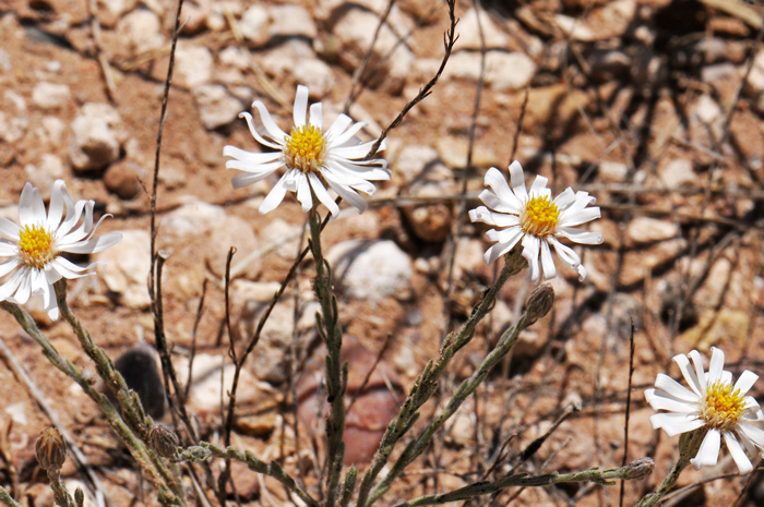 Rose Heath is found in the southwest part of North America in AZ, CA, CO, KS, NE, NM, NV, OK, TX, UT and WY. It is also native throughout most of Mexico. Chaetopappa ericoides 